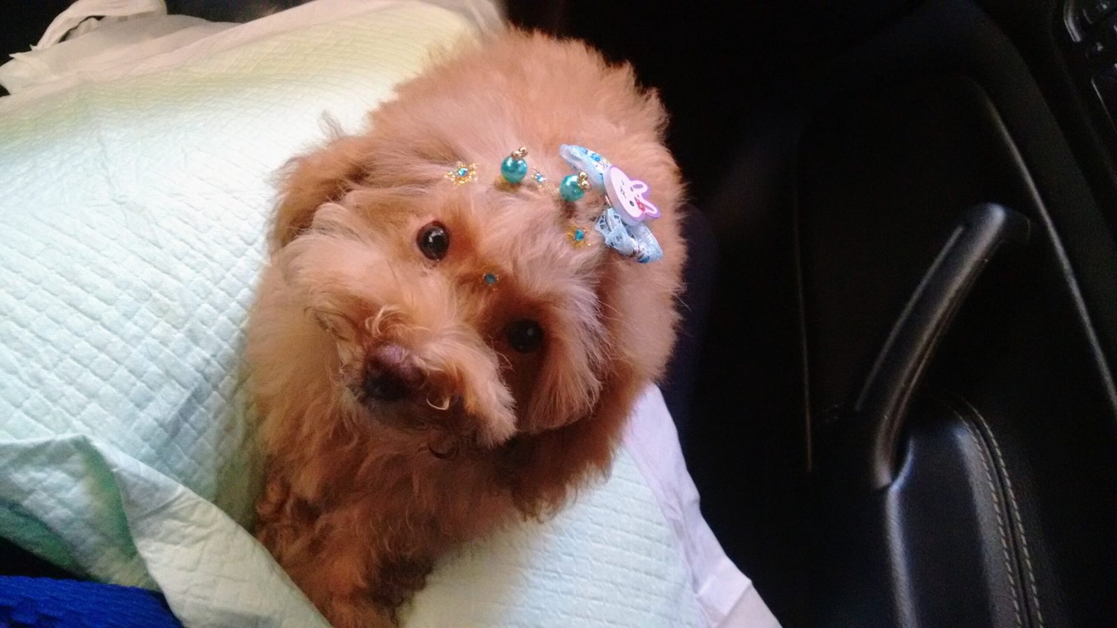 A Incrível História da Pantufa: A Poodle Toy Caramelo Que Conquistou Nossos Corações