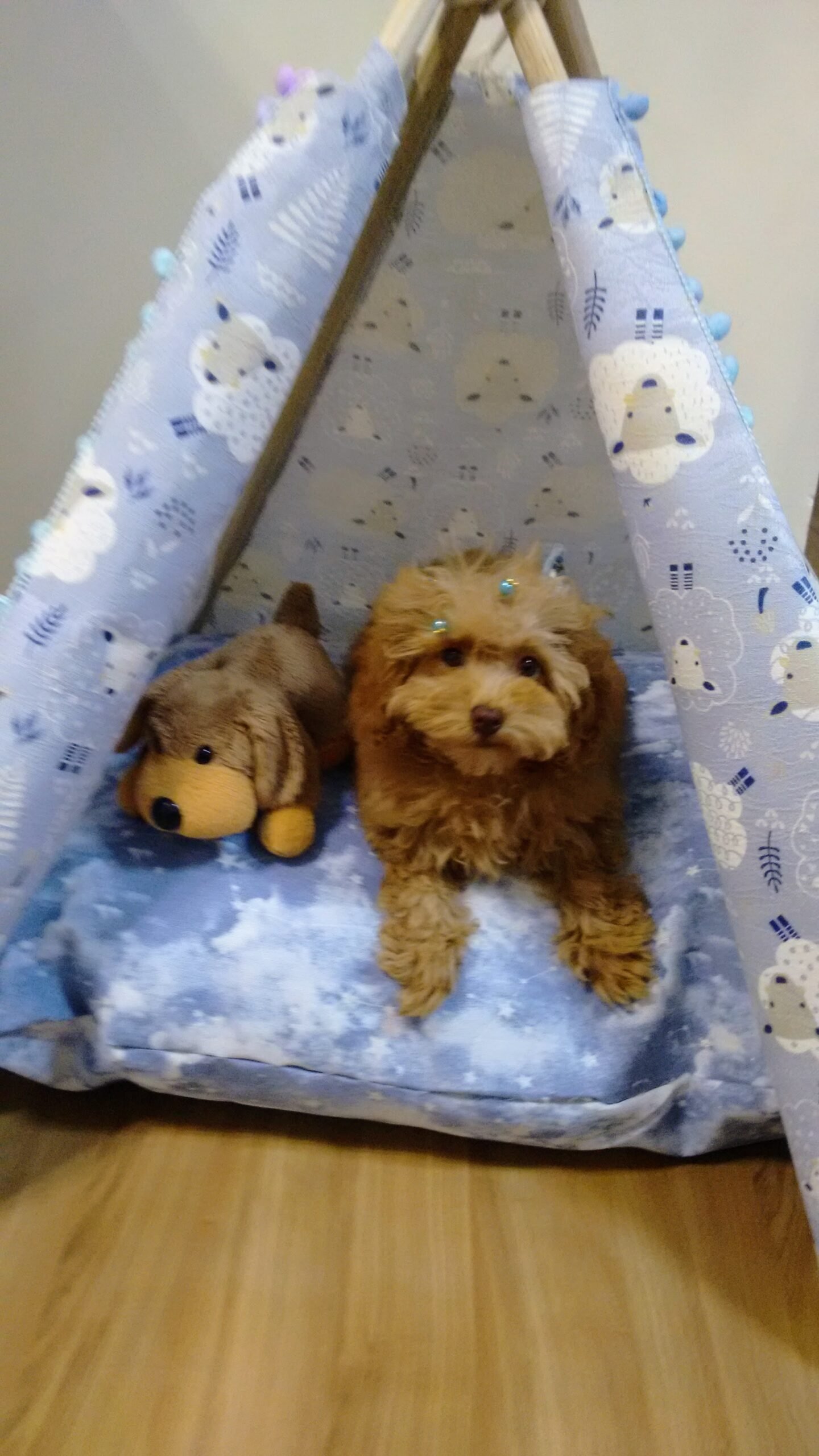 O Enxoval da Pantufa: Preparativos Para a Chegada da Nossa Caramelo